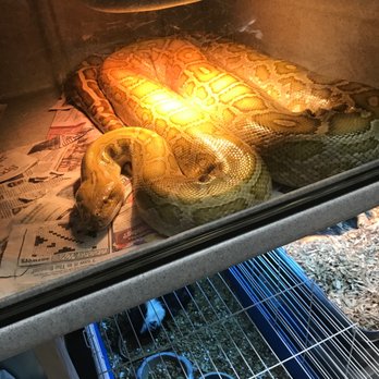 reptile stores nearby