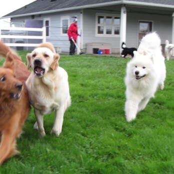 Dungeness Ranch Pet Resort, Inc. - Play and exercise is fun at the Ranch! - Pet Sitting Near Me - Sequim, Washington Dungeness Ranch Pet Resort, Inc. - Play and exercise is fun at the Ranch! - Pet Sitting Near Me - Sequim, Washington