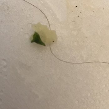 Siraj’s Shawarma - Detail of single strand of hair in my rice. Notice the hair is sticker with the rice. Had to pull this out of my mouth. Yuck. - Mediterranean Near Me - Whittier, California