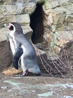 Hellabrunn Zoo by null