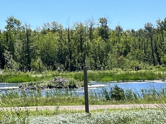 Elk Island National Park by null