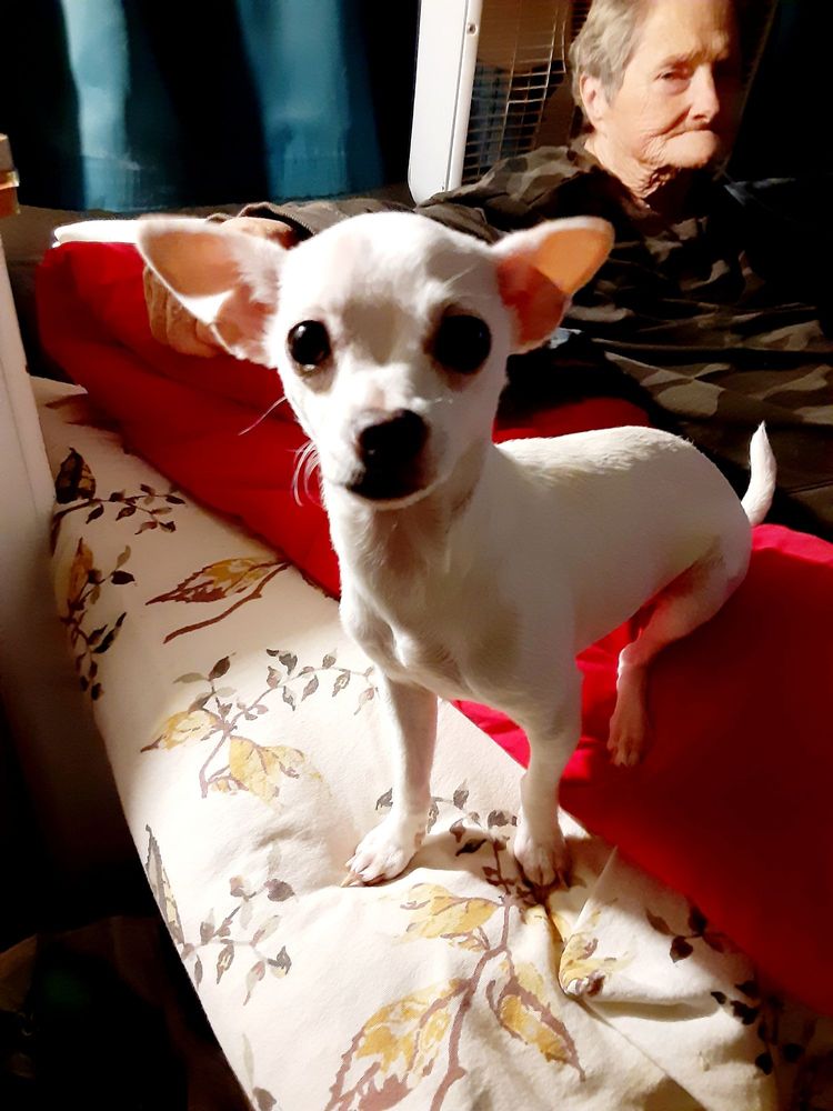 LOVING PETS GROOMING Updated July 2024 36 Photos & 13 Reviews