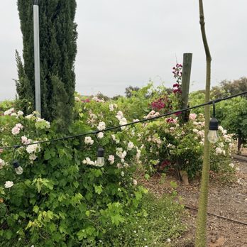 Don Fernando's Vineyards & Nursery - Wine Tours Near Me - Temecula, California