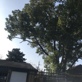 Valerio's Tree Service and More - Before - Tree Services Near Me Valerio's Tree Service and More - Before - Tree Services Near Me