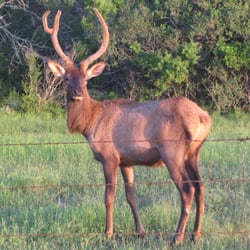 Lonesome Bull Ranch