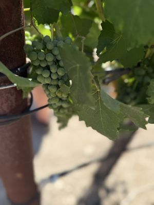 Napa Valley Wine Trolley by null