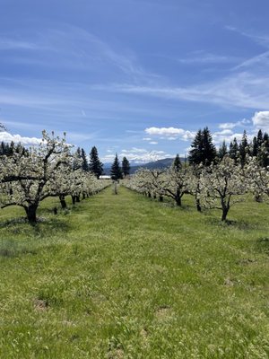 RAW Cider Company by null