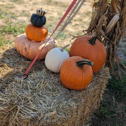 Beasley's Orchard - More pumpkins