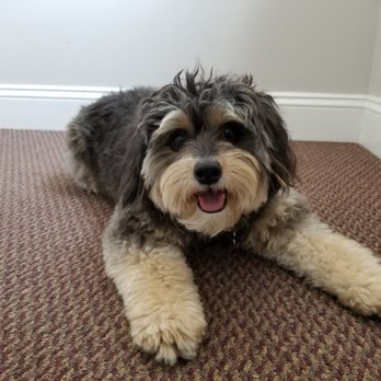 Wag The Tail, LLC - Dog Walkers Near Me - Chicago, Illinois