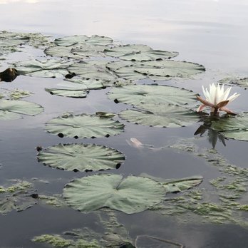 Bee Cave Sculpture Park - The pond at the end of the trail. - Parks Near Me - Bee Cave, Texas