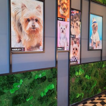 PUCCI Café - Pet Stores Near Me - Katy, Texas PUCCI Café - Pet Stores Near Me - Katy, Texas