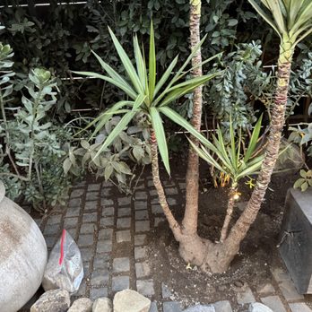 Rhiza - Landscaping Near Me Rhiza - Landscaping Near Me