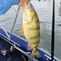 Frank's Tackle