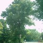 Photo of Königin-Luise-Gedächtnis-Linde