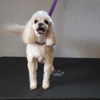 Posh Paws by Devon - Pet Groomers Near Me - Jackson, Michigan Posh Paws by Devon - Pet Groomers Near Me - Jackson, Michigan