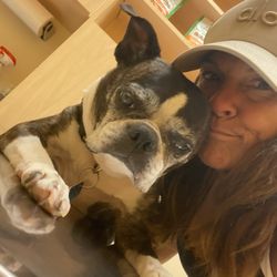 Stephens Colm DVM - Our 13+ yo Chloe who is battling Cushings Syndrome.
