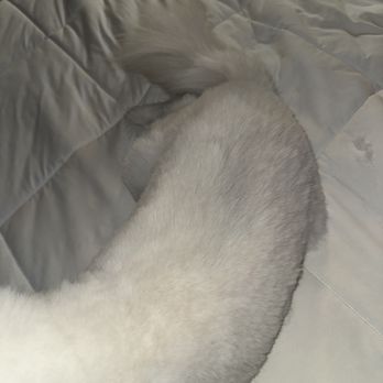 Lush Spaw - Pet Groomers Near Me - San Jose, California