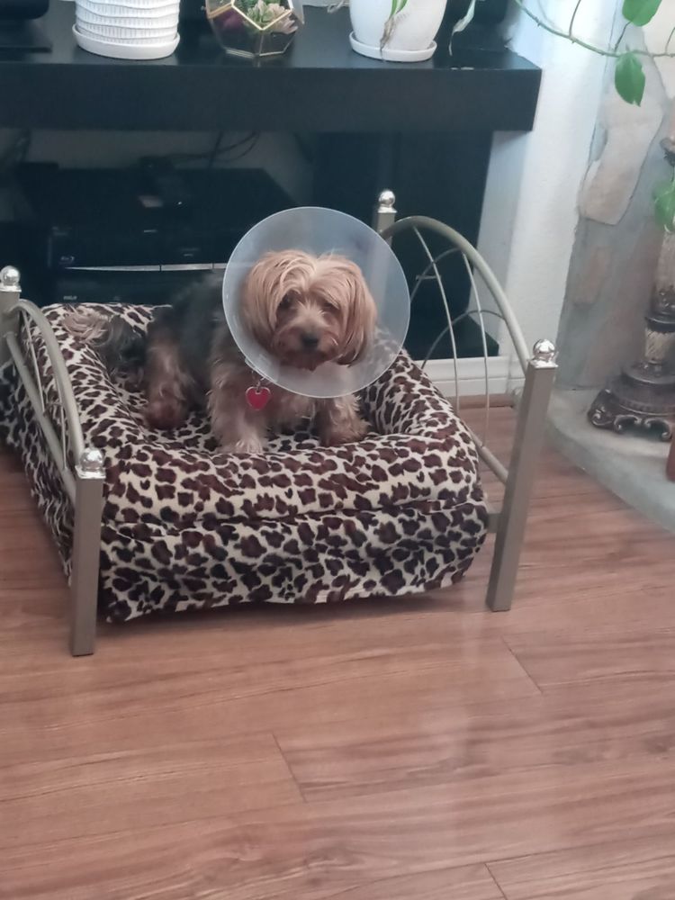 BARSTOW ANIMAL HOSPITAL 26 Reviews Veterinarians 2500 E Main St