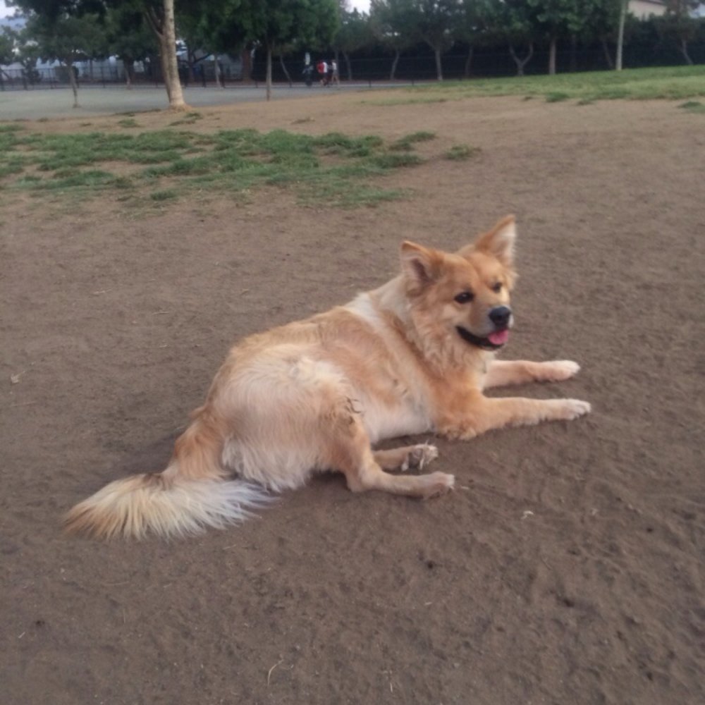 Wells Park - Dog Parks Near Me - El Cajon, California Wells Park - Dog Parks Near Me - El Cajon, California