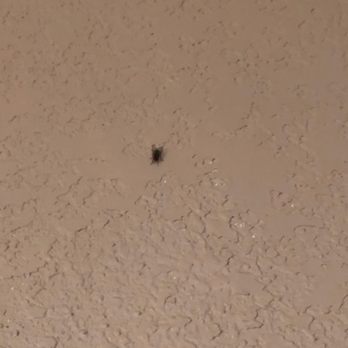 Travel Inn & Suites - Too many flies to count - Hotels Near Me - Flemington, New Jersey