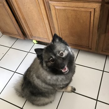 Keepet Groomed - Pet Groomers Near Me - San Diego, California
