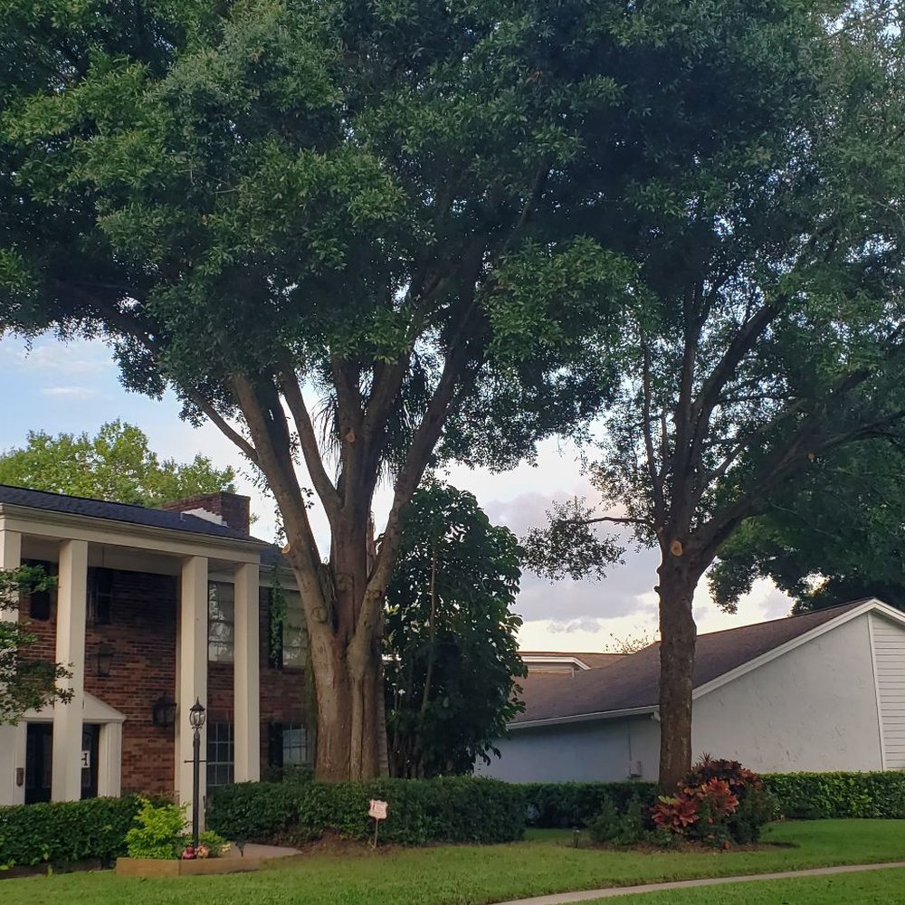 Bluegill's Tree Service - Trees up high and off my house...beautiful!! - Tree Services Near Me Bluegill's Tree Service - Trees up high and off my house...beautiful!! - Tree Services Near Me