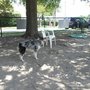 Photo of Colonial Place Greenway Dog Park