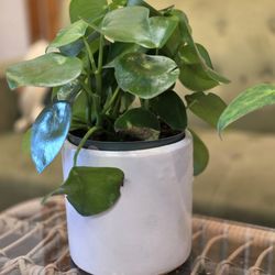 Green House - Coin Leaf Peperomia