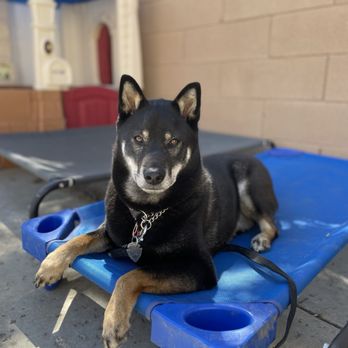 Dog Fit LA - Hiro at daycare! - Pet Training Near Me