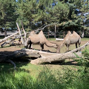 Idaho Falls Zoo - Camels - Zoos Near Me - Idaho Falls, Idaho Idaho Falls Zoo - Camels - Zoos Near Me - Idaho Falls, Idaho