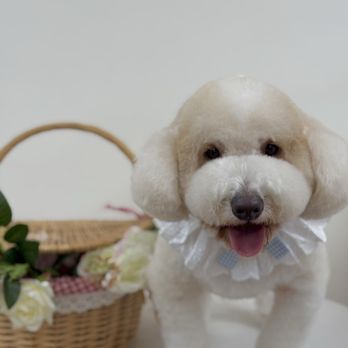 Kawaii Pet Salon - Pet Groomers Near Me - Irvine, California Kawaii Pet Salon - Pet Groomers Near Me - Irvine, California