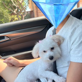 DFW Pet Love Grooming - Pet Groomers Near Me - Garland, Texas DFW Pet Love Grooming - Pet Groomers Near Me - Garland, Texas
