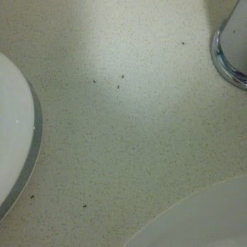 SpringHill Suites by Marriott Houston Intercontinental Airport - Ant infestation in the bathroom. - Hotels Near Me - Houston, Texas