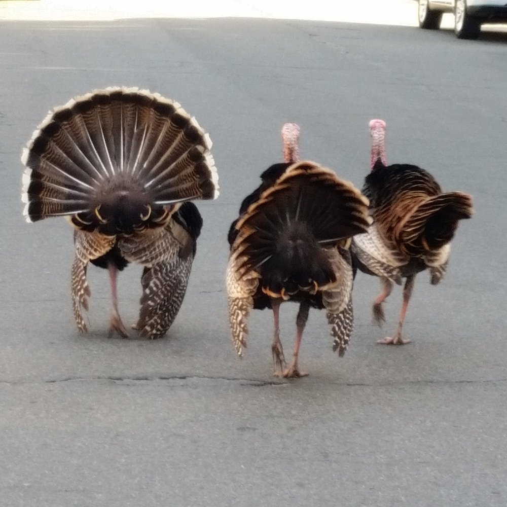 CADILLAC DRIVE TOWNHOMES Updated October 2024 20 Photos & 21 Reviews 100 Cadillac Dr