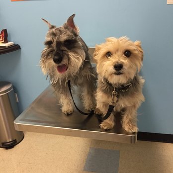 Pasadena Pets Veterinary Hospital - Waiting for their wellness exams at Pasadena Pets. Jan 2015. - Veterinarians Near Me - Pasadena, California Pasadena Pets Veterinary Hospital - Waiting for their wellness exams at Pasadena Pets. Jan 2015. - Veterinarians Near Me - Pasadena, California