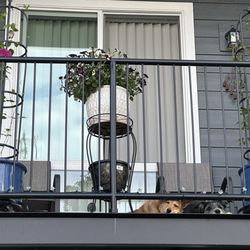 Amelia Apartments - Balcony and happy dogs!