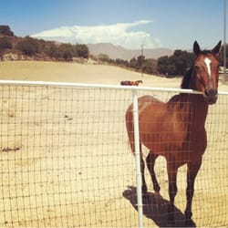Heavenly Acres Ranch - My guy as happy and mellow as can be at Heavenly Acres Ranch.