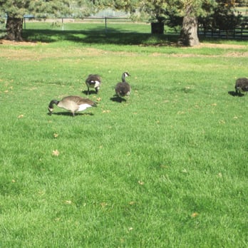 Rocky Mountain Lake Park - Rocky Mountain Lake Park - Where goose poop comes from - Parks Near Me - Denver, Colorado Rocky Mountain Lake Park - Rocky Mountain Lake Park - Where goose poop comes from - Parks Near Me - Denver, Colorado
