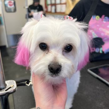 Pet Supplies Plus Montgomery - Pet Stores Near Me - Montgomery, Illinois Pet Supplies Plus Montgomery - Pet Stores Near Me - Montgomery, Illinois