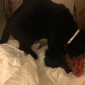 Contra Costa Animal Services - Farley loves my rooster from Kauai - Animal Shelters Near Me - Martinez, California Contra Costa Animal Services - Farley loves my rooster from Kauai - Animal Shelters Near Me - Martinez, California