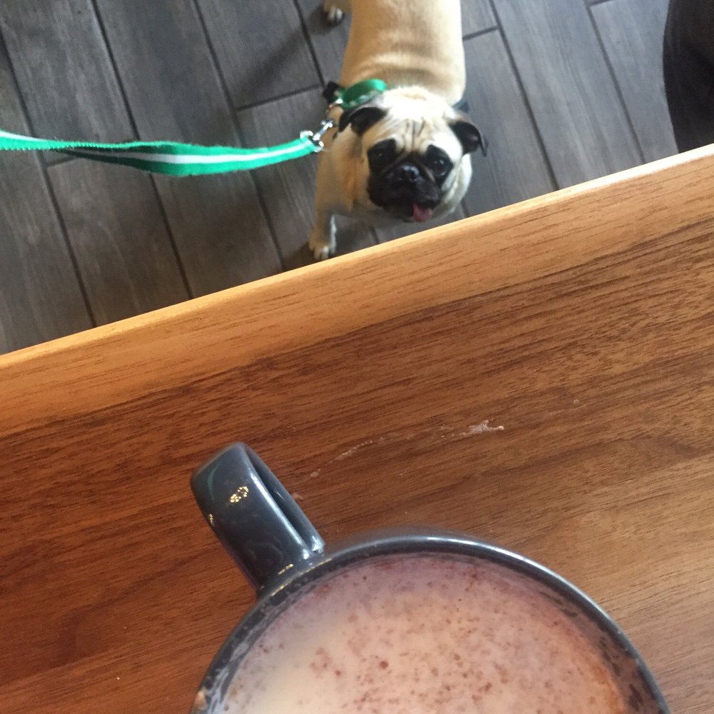 Chai Coffee Co - My pug and my chai latte - Coffee & Tea Near Me - Yucaipa, California