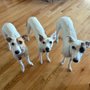 Photo of The Vancouver Dog Walkers