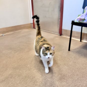 MaxFund Wellness Center - Running around investigating - Veterinarians Near Me - Denver, Colorado