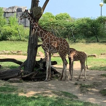 Indianapolis Zoo - Giraffes - Zoos Near Me - Indianapolis, Indiana Indianapolis Zoo - Giraffes - Zoos Near Me - Indianapolis, Indiana