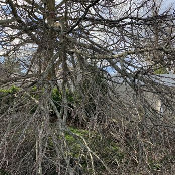 Barrett Tree Service - Broken limb - Tree Services Near Me - Matawan, New Jersey
