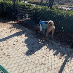 Alderwood Dog Park - Area of the fencing