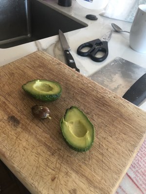 Golden Gate Palms by null