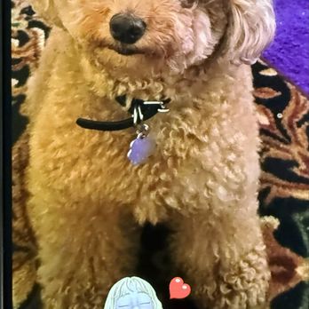 The Pet Studio - Toby just asking for a treat!! - Pet Groomers Near Me - Clarksville, Tennessee