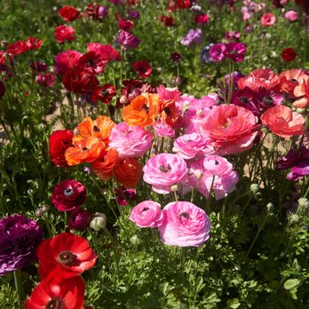 The Flower Fields - Venues & Event Spaces Near Me - Carlsbad, California The Flower Fields - Venues & Event Spaces Near Me - Carlsbad, California