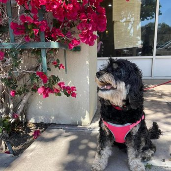 OMG Tea - lot of pretty flowers around the plaza - Bubble Tea Near Me - Santa Clara, California OMG Tea - lot of pretty flowers around the plaza - Bubble Tea Near Me - Santa Clara, California